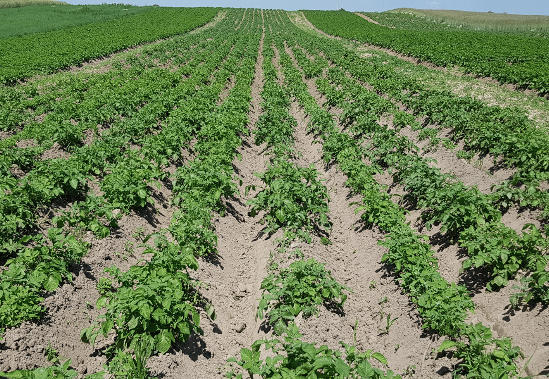 17.06.2020</br>Gardena